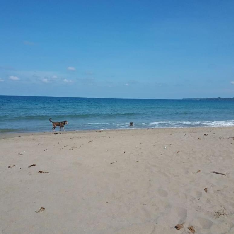 Tasty Dayz Hostel Puerto Viejo de Talamanca 外观 照片